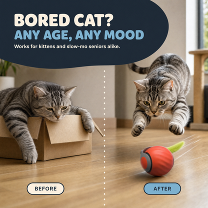The Dash — Smart Rolling Cat Ball